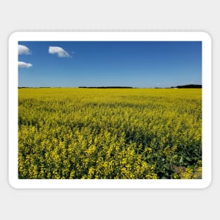 Canola field in bloom Sticker